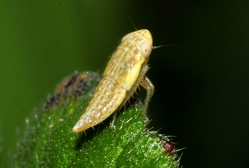 Cicadella da det.